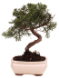 Preview: Bonsai - Juniperus chinensis 'Kyushu', Chinesischer Wacholder 228/53