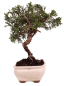 Preview: Bonsai - Juniperus chinensis 'Kyushu', Chinesischer Wacholder 228/53