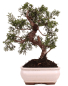 Preview: Bonsai - Juniperus chinensis 'Kyushu', Chinesischer Wacholder 228/54