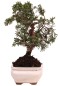 Preview: Bonsai - Juniperus chinensis 'Kyushu', Chinesischer Wacholder 228/54