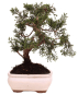 Preview: Bonsai - Juniperus chinensis 'Kyushu', Chinesischer Wacholder 228/54