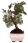 Preview: Bonsai - Juniperus chinensis 'Kyushu', Chinesischer Wacholder 228/54