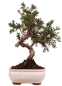 Preview: Bonsai - Juniperus chinensis 'Kyushu', Chinesischer Wacholder 228/55