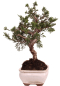 Preview: Bonsai - Juniperus chinensis 'Kyushu', Chinesischer Wacholder 228/55