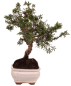 Preview: Bonsai - Juniperus chinensis 'Kyushu', Chinesischer Wacholder 228/55