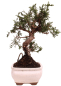 Preview: Bonsai - Juniperus chinensis 'Kyushu', Chinesischer Wacholder 228/56