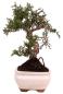 Preview: Bonsai - Juniperus chinensis 'Kyushu', Chinesischer Wacholder 228/56