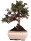 Preview: Bonsai - Juniperus chinensis 'Kyushu', Chinesischer Wacholder 228/57