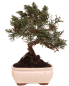 Preview: Bonsai - Juniperus chinensis 'Kyushu', Chinesischer Wacholder 228/57