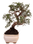 Preview: Bonsai - Juniperus chinensis 'Kyushu', Chinesischer Wacholder 228/58