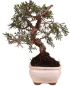 Preview: Bonsai - Juniperus chinensis 'Kyushu', Chinesischer Wacholder 228/58