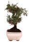 Preview: Bonsai - Juniperus chinensis 'Kyushu', Chinesischer Wacholder 228/60