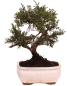 Preview: Bonsai - Juniperus chinensis 'Kyushu', Chinesischer Wacholder 228/60