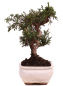 Preview: Bonsai - Juniperus chinensis 'Kyushu', Chinesischer Wacholder 228/60