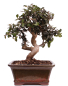 Preview: Bonsai - Olea europaea Sylvestris - Wild-Olive 228/61