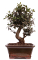 Preview: Bonsai - Olea europaea Sylvestris - Wild-Olive 228/62