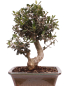 Preview: Bonsai - Olea europaea Sylvestris - Wild-Olive 228/62