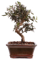 Preview: Bonsai - Olea europaea Sylvestris - Wild-Olive 228/63
