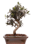 Preview: Bonsai - Olea europaea Sylvestris - Wild-Olive 228/63