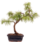 Preview: Bonsai - Pseudolarix amabilis  - Goldlärche Outdoor 228/64
