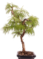 Preview: Bonsai - Pseudolarix amabilis  - Goldlärche Outdoor 228/64