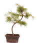 Preview: Bonsai - Pseudolarix amabilis  - Goldlärche Outdoor 228/65