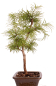 Preview: Bonsai - Pseudolarix amabilis  - Goldlärche Outdoor 228/65