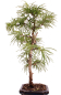 Preview: Bonsai - Pseudolarix amabilis  - Goldlärche Outdoor 228/66