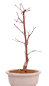 Preview: Bonsai - Acer palmatum 'Chishio' - Japanischer Fächerahorn rotlaubig 229/01