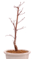 Preview: Bonsai - Acer palmatum 'Chishio' - Japanischer Fächerahorn rotlaubig 229/01
