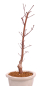 Preview: Bonsai - Acer palmatum 'Chishio' - Japanischer Fächerahorn rotlaubig 229/01