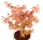 Preview: Bonsai - Acer palmatum 'Chishio' - Japanischer Fächerahorn rotlaubig 229/01