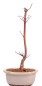 Preview: Bonsai - Acer palmatum 'Chishio' - Japanischer Fächerahorn rotlaubig 229/02