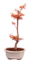 Preview: Bonsai - Acer palmatum 'Chishio' - Japanischer Fächerahorn rotlaubig 229/02