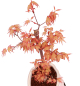 Preview: Bonsai - Acer palmatum 'Chishio' - Japanischer Fächerahorn rotlaubig 229/02