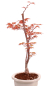 Preview: Bonsai - Acer palmatum 'Chishio' - Japanischer Fächerahorn rotlaubig 229/03