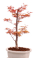Preview: Bonsai - Acer palmatum 'Chishio' - Japanischer Fächerahorn rotlaubig 229/04