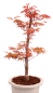 Preview: Bonsai - Acer palmatum 'Chishio' - Japanischer Fächerahorn rotlaubig 229/04