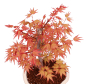 Preview: Bonsai - Acer palmatum 'Chishio' - Japanischer Fächerahorn rotlaubig 229/04