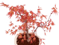 Preview: Bonsai - Acer palmatum 'Chishio' - Japanischer Fächerahorn rotlaubig 229/05