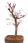 Preview: Bonsai - Acer palmatum 'Deshojo', roter Fächerahorn aus Japan 229/06