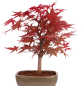 Preview: Bonsai - Acer palmatum 'Deshojo', roter Fächerahorn aus Japan 229/06