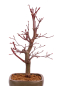 Preview: Bonsai - Acer palmatum 'Deshojo', roter Fächerahorn aus Japan 229/07