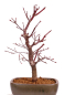 Preview: Bonsai - Acer palmatum 'Deshojo', roter Fächerahorn aus Japan 229/07