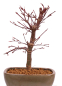 Preview: Bonsai - Acer palmatum 'Deshojo', roter Fächerahorn aus Japan 229/08