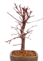 Preview: Bonsai - Acer palmatum 'Deshojo', roter Fächerahorn aus Japan 229/08