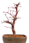 Preview: Bonsai - Acer palmatum 'Deshojo', roter Fächerahorn aus Japan 229/09