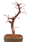 Preview: Bonsai - Acer palmatum 'Deshojo', roter Fächerahorn aus Japan 229/09
