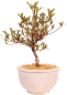 Preview: Bonsai - Japanische Satsuki Azalee 'Korin' - Rhododendron indicum 229/100