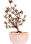 Preview: Bonsai - Japanische Satsuki Azalee 'Hibai' -Rhododendron indicum 229/102